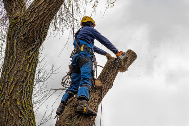 How Our Tree Care Process Works  in  Sanford, ME