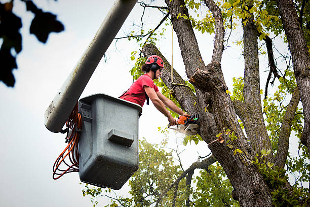 Leaf Removal in Sanford, ME